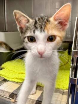 Domestic Short Hair Cats Available for Adoption in Ocala, Florida - Nita (Petsmart) | PetCurious