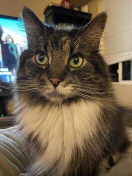 Luna -  Maine Coon Cat for Adoption in Peterborough, New Hampshire - Luna | PetCurious