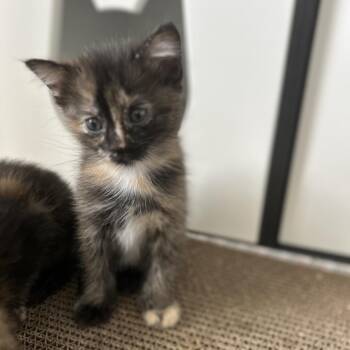 Domestic Short Hair Cats Available for Adoption in Fairfax Station, Virginia - Giovanna | PetCurious