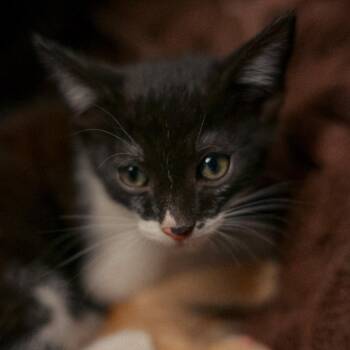 Panda -  Domestic Short Hair Cat for Adoption in Vallejo, California - Panda | PetCurious