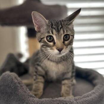 Sake -  Domestic Short Hair Cat for Adoption in Blackfoot, Idaho - Sake | PetCurious
