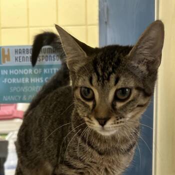 Toss -  Domestic Short Hair Cat for Adoption in West Olive, Michigan - Toss | PetCurious