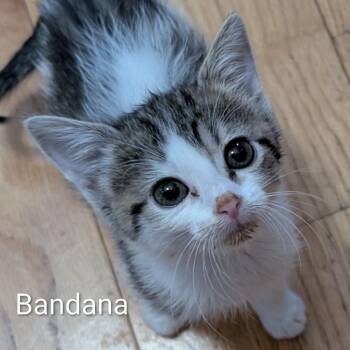 Bandana -  Domestic Short Hair Cat for Adoption in Ottawa, Kansas - Bandana | PetCurious