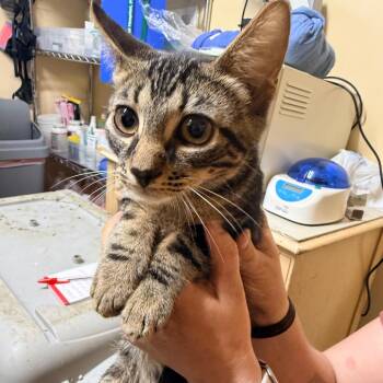 Levi -  Domestic Short Hair Cat for Adoption in Starkville, Mississippi - Levi | PetCurious