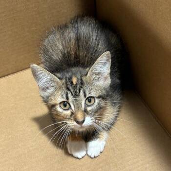 Jinx -  Domestic Short Hair Cat for Adoption in Tampa, Florida - Jinx | PetCurious