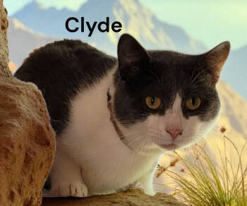 Rescue Domestic Short Hair Cats for Adoption in Weems, Virginia - Clyde | PetCurious