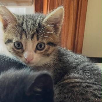 Koontz -  Domestic Short Hair Cat Available for Adoption in Port Washington, Wisconsin - Koontz | PetCurious