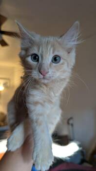 Dill -  Domestic Medium Hair and Tabby Cat for Adoption in Omaha, Nebraska - Dill | PetCurious