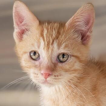 Jasper -  Domestic Short Hair Cat for Adoption in Jefferson, Wisconsin - Jasper | PetCurious