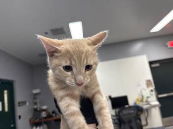 A1924733 -  Domestic Short Hair Cat for Adoption in Thousand Palms, California - A1924733 | PetCurious