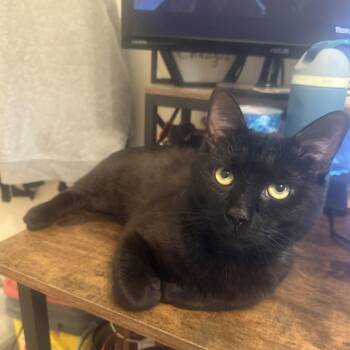 OG -  Domestic Short Hair Cat for Adoption in Weehawken Township, New Jersey - OG | PetCurious