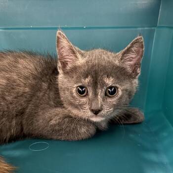 Domestic Short Hair Cats Available for Adoption in Medford, Oregon - Cookie | PetCurious