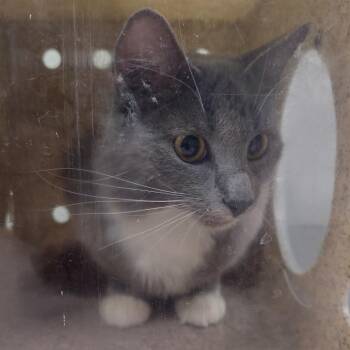Domestic Short Hair Cats Available for Adoption in Reno, Nevada - Lilly | PetCurious