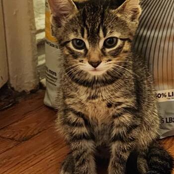 Shira -  Domestic Short Hair Cat for Adoption - Shira | PetCurious