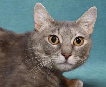 Lemon -  Dilute Tortoiseshell Cat for Adoption in Euclid, Ohio - Lemon | PetCurious