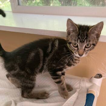 Stevie - Handsome Little Guy -  Tabby Cat for Adoption in Hoquiam, Washington - Stevie - Handsome Little Guy | PetCurious
