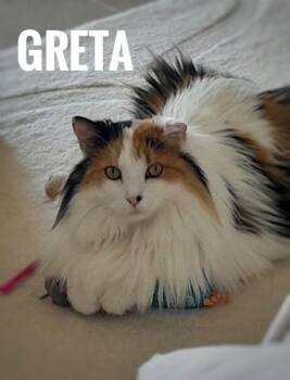 Domestic Long Hair Cats Available for Adoption - Greta | PetCurious