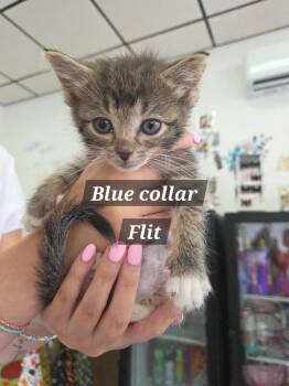 Flit -  Domestic Medium Hair Cat for Adoption in Mount Airy, North Carolina - Flit | PetCurious
