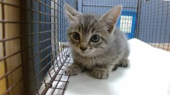 Domestic Short Hair Cats Available for Adoption in Doral, Florida - DRAGON | PetCurious