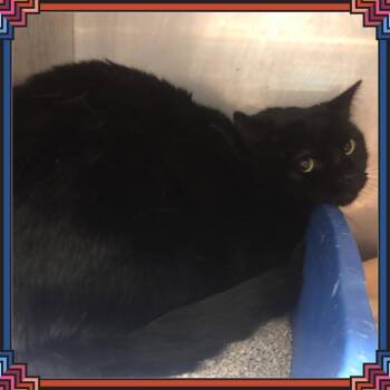 INKY -  Domestic Short Hair Cat for Adoption in Buckhannon, West Virginia - INKY | PetCurious