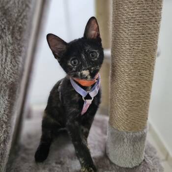 Taina -  Domestic Short Hair Cat for Adoption in Guaynabo, Guaynabo - Taina | PetCurious