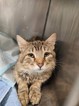 Titan -  Domestic Long Hair Cat for Adoption in Morgantown, Kentucky - Titan | PetCurious