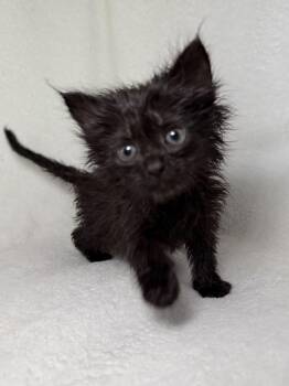 Domestic Long Hair Cats Available for Adoption in Greensboro, North Carolina - Bruce | PetCurious