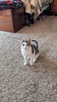 Rescue Domestic Short Hair Cats for Adoption in Everettville, West Virginia - Ashe | PetCurious