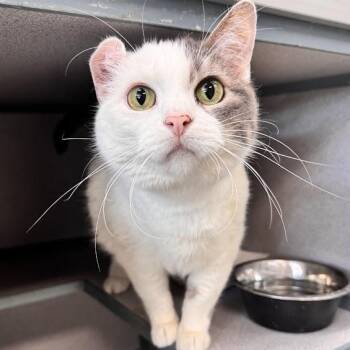 Mila -  Domestic Short Hair Cat for Adoption in Waterloo, Iowa - Mila | PetCurious