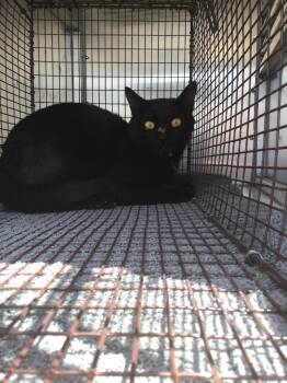 Noah -  Domestic Short Hair Cat for Adoption in New Braunfels, Texas - Noah | PetCurious