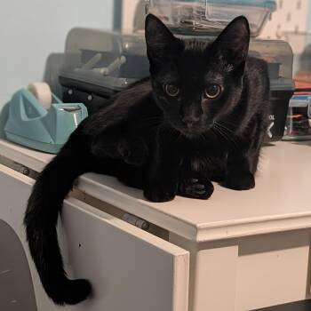 Rescue Domestic Short Hair Cats for Adoption in Portland, Oregon - Inari Kitsune | PetCurious