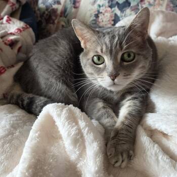 Missy -  Domestic Short Hair Cat for Adoption in Pasadena, California - Missy | PetCurious