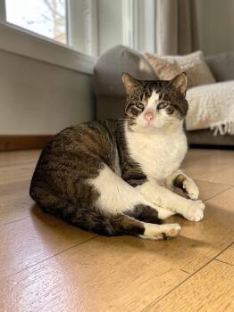 Domestic Short Hair Cats Available for Adoption in Champaign, Illinois - Rocco | PetCurious