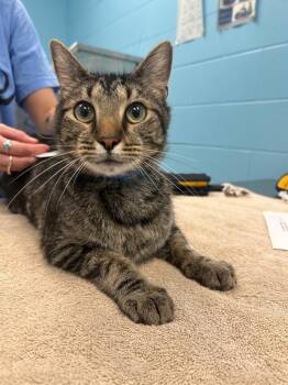 Rescue Domestic Short Hair Cats for Adoption in Frankfort, Kentucky - Bruce | PetCurious