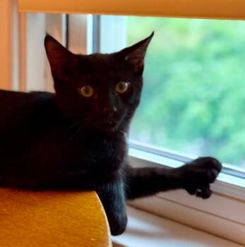 Zesty -  Domestic Short Hair Cat for Adoption in Battle Creek, Michigan - Zesty | PetCurious