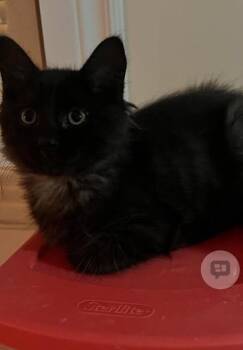 Jason -  Domestic Medium Hair Cat for Adoption in Mississauga, Ontario - Jason | PetCurious