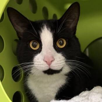 Rowan -  Domestic Short Hair Cat for Adoption in Middletown, Rhode Island - Rowan | PetCurious
