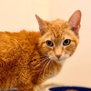 Domestic Short Hair Cats Available for Adoption in Green Bay, Wisconsin - Paulywog | PetCurious