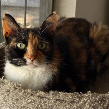 Peaches -  Domestic Short Hair Cat Available for Adoption in Pleasanton, California - Peaches | PetCurious