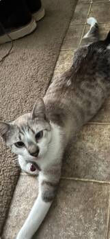 Rescue Domestic Short Hair and Siamese Cats for Adoption in Huffman, Texas - Kitty | PetCurious