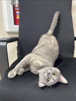 Katie -  Domestic Short Hair Cat for Adoption in New Cumberland, West Virginia - Katie | PetCurious