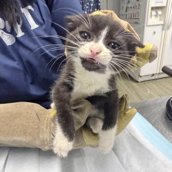 Laura -  Domestic Short Hair Cat for Adoption in Summerville, South Carolina - Laura | PetCurious