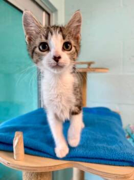 Vanilla Bean -  Domestic Short Hair Cat for Adoption in Cape Coral, Florida - Vanilla Bean | PetCurious
