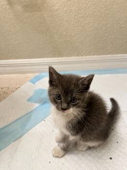 Domestic Short Hair Cats Available for Adoption in Manassas, Virginia - Stormy (51503) | PetCurious