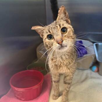 Bill Nye -  Domestic Short Hair Cat for Adoption in Attica, New York - Bill Nye | PetCurious