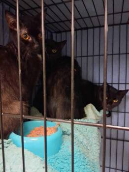 Vampire -  Domestic Short Hair Cat for Adoption in Cincinnati, Ohio - Vampire | PetCurious