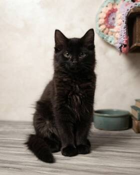 Jay and Evie -  Domestic Medium Hair and Maine Coon Cat for Adoption - Jay And Evie | PetCurious