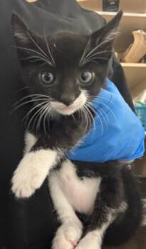 *PEDRO -  Domestic Short Hair Cat for Adoption in Woodland, California - *PEDRO | PetCurious
