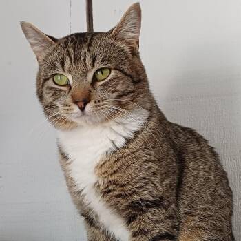 Domestic Short Hair Cats Available for Adoption in Renton, Washington - Chase | PetCurious