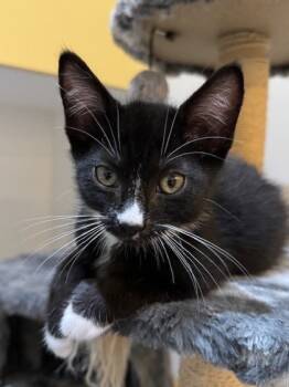 Rescue Domestic Medium Hair and Domestic Short Hair Cats for Adoption in Bellevue, Washington - Liam | PetCurious